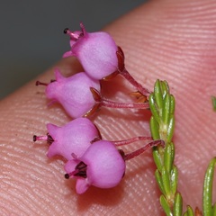 Erica lateralis