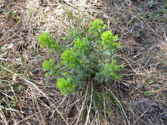 Euphorbia jenisseiensis