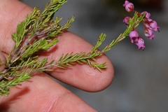 Erica lateralis