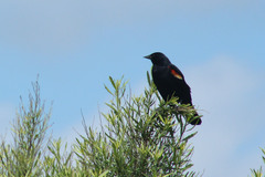 Agelaius phoeniceus