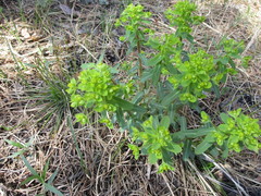 Euphorbia jenisseiensis