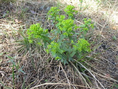 Euphorbia jenisseiensis