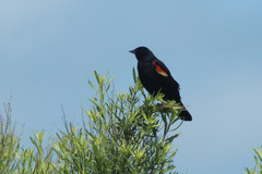 Agelaius phoeniceus