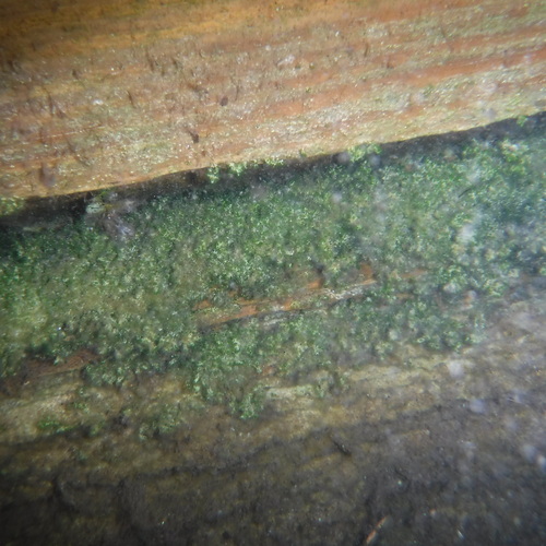 Chaetophora lobata observed 2026-08-01