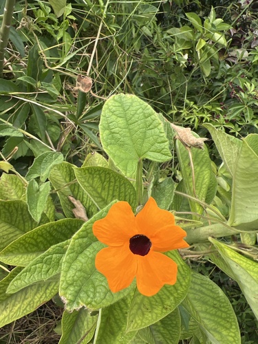 Thunbergia alata observed 2026-08-04