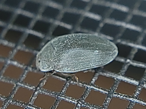Hyporhagus