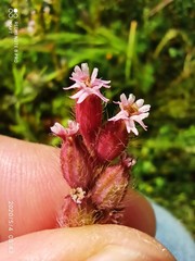 Silene disticha