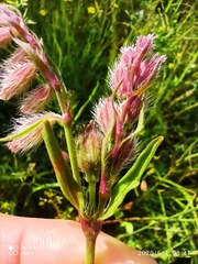 Silene disticha