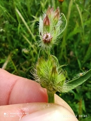 Silene disticha