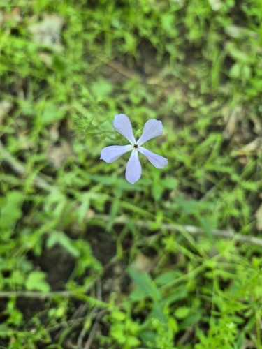 blue phlox