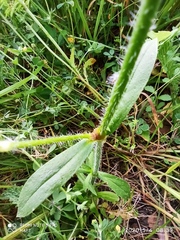 Silene disticha