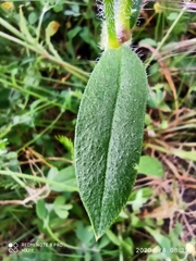Silene disticha