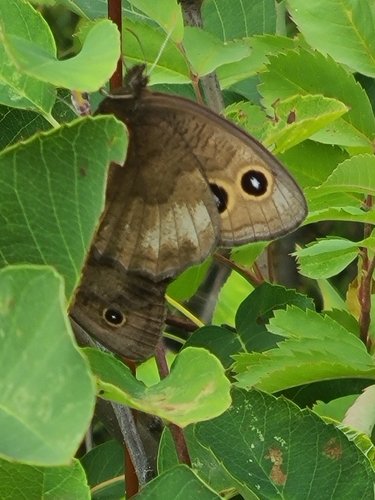 Common Wood-Nymph