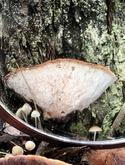 Postia pelliculosa