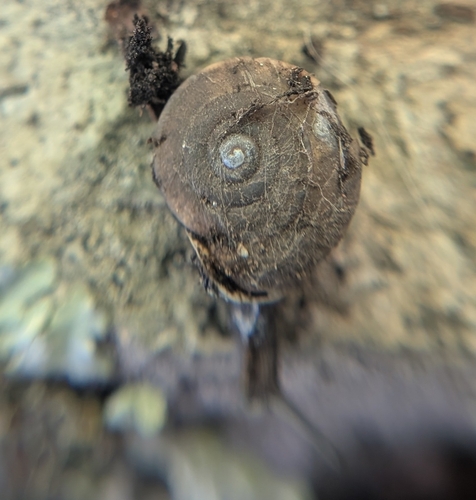 Black Range Woodlandsnail