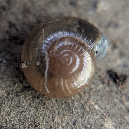 Glyphyalinia indentata, 2026-08-04