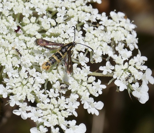 Strawberry Crown Moth photo 4