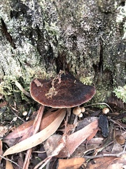 Postia pelliculosa