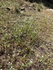 Micropus californicus