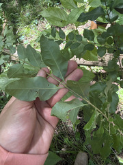 Forestiera ligustrina, photograph (c) sblumen, some rights reserved (CC BY)