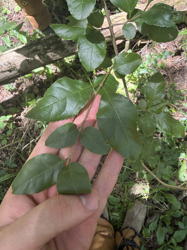Forestiera ligustrina, photograph 4