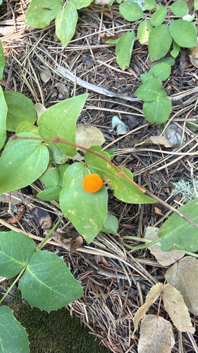 rough-fruited fairybells