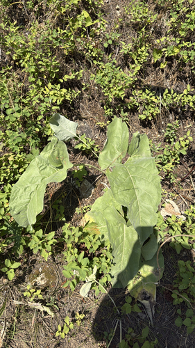 arrowleaf balsamroot