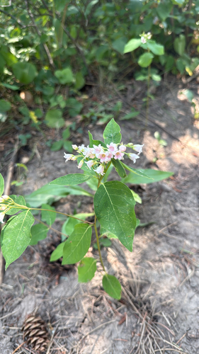 spreading dogbane
