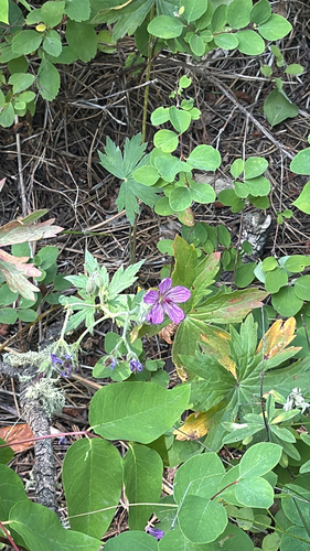 sticky geranium