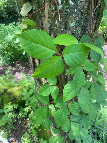 Toxicodendron orientale, photograph 3