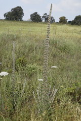 Echium glomeratum
