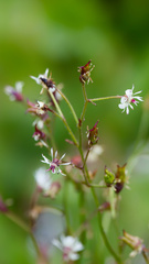 Micranthes odontoloma, photograph (c) Daughter Dad, some rights reserved (CC BY)