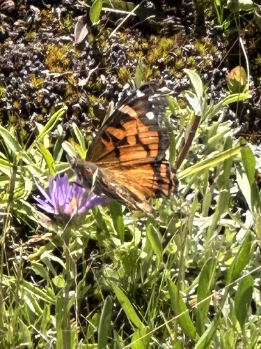 iNaturalist observation photo of American Lady