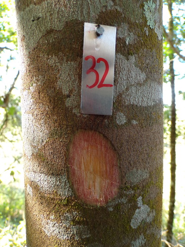 Dictyoloma vandellianum, 2026-08-04