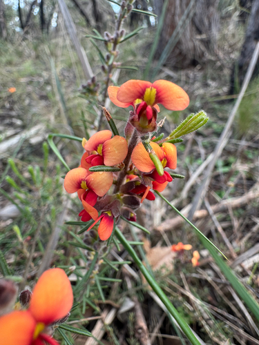 showy parrot-pea