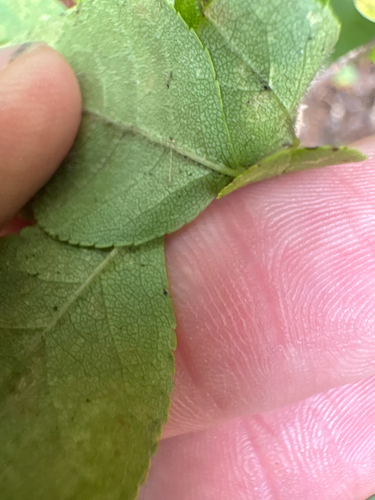 Forestiera ligustrina, photograph 2