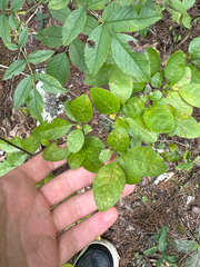 Forestiera ligustrina