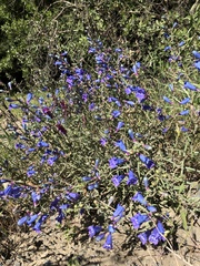 Penstemon heterophyllus purdyi