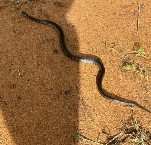 Military Ground Snake