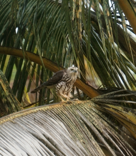 Sri Lankan shikra