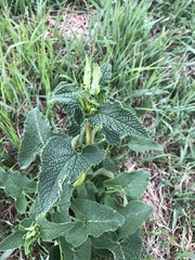 Phlomoides tuberosa
