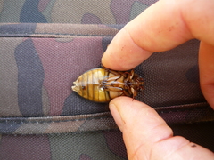 Dytiscus circumcinctus