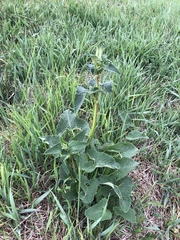 Phlomoides tuberosa