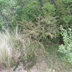 Cotoneaster divaricatus