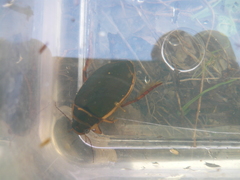 Dytiscus circumcinctus