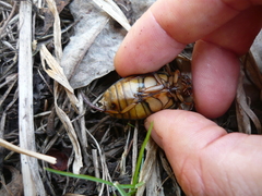 Dytiscus circumcinctus