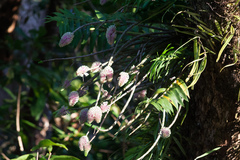 Dendrobium smillieae