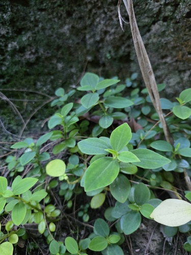 Peperomia leptostachya observed 2026-08-03