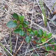 Cotoneaster divaricatus
