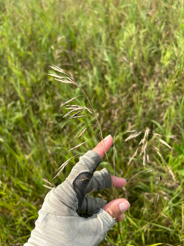 Smooth Brome